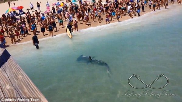 Massive Hammerhead Shark Caught From Pier In Front Of Shrieking Beach