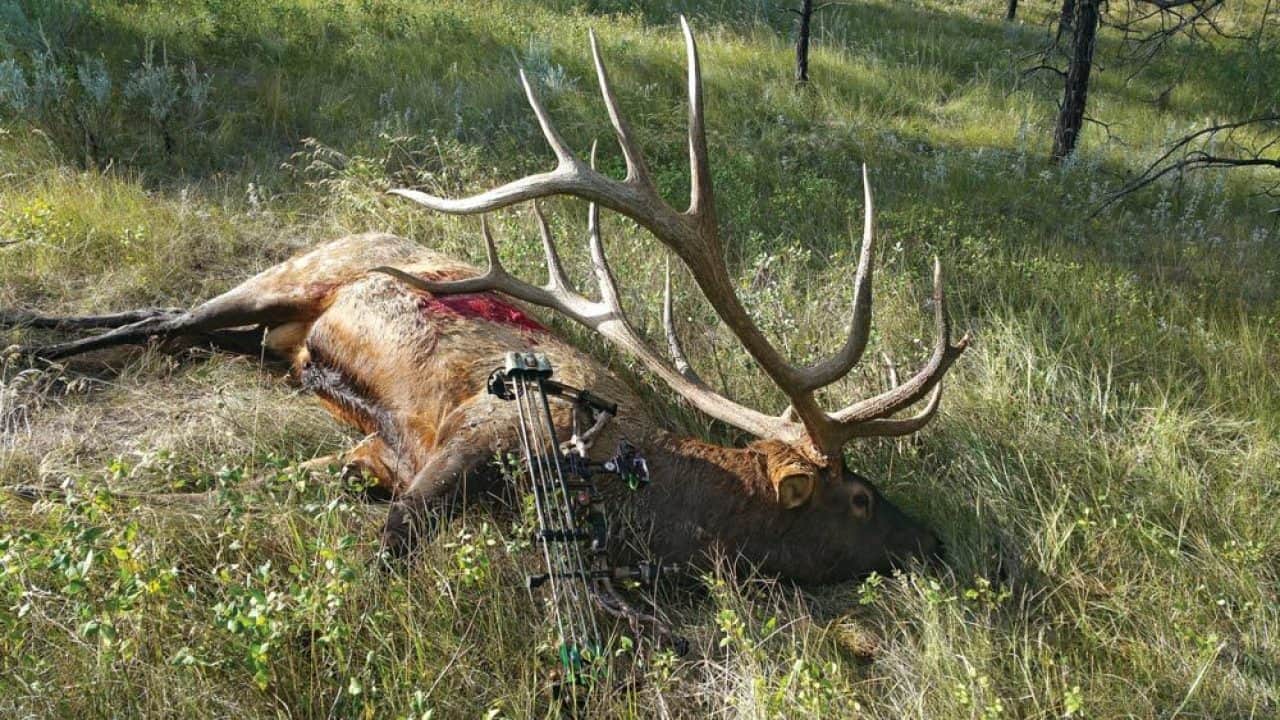 New WorldRecord Archery Elk Shot on Public Land Outdoors360