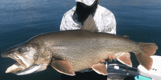 Massive Record Breaking Lake Trout