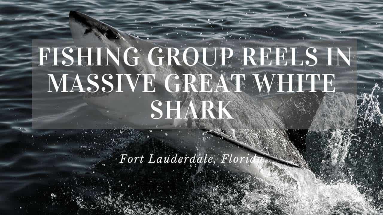 Giant Great White Shark Caught in Fort Lauderdale