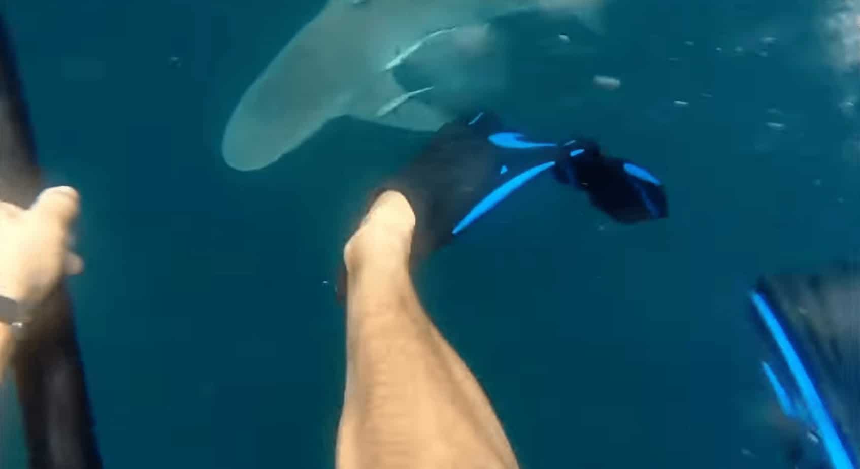 shark diver spearfishing