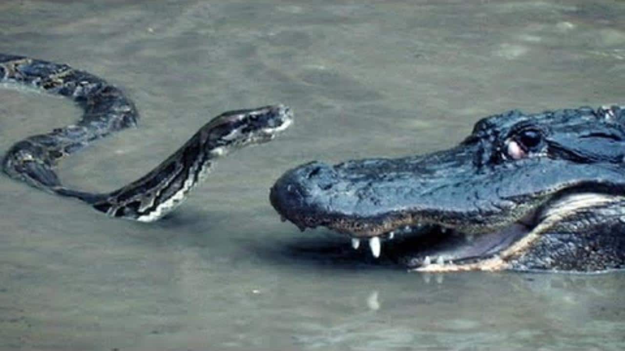 Крокодилы едят змей. Анаконда против крокодила. Анаконда против аллигатора. Анаконда съела крокодила.