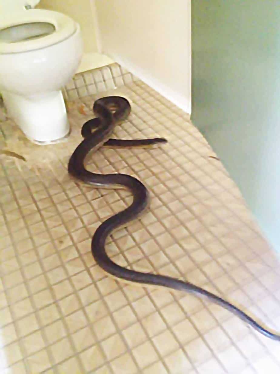 Что змея ночью обнаружит на более удаленном. Питон в туалете в Австралии. Змеи в доме.