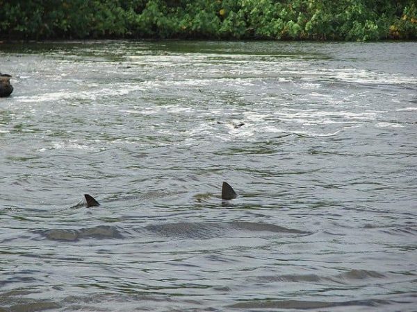 Photo and Story Claims Great White Sharks Spotted Near St. Louis in ...