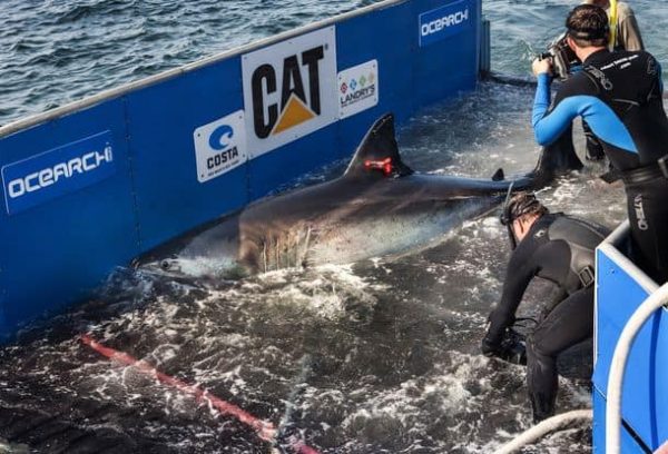 Katherine the Great White Shark Returns to the Coast – Outdoors360