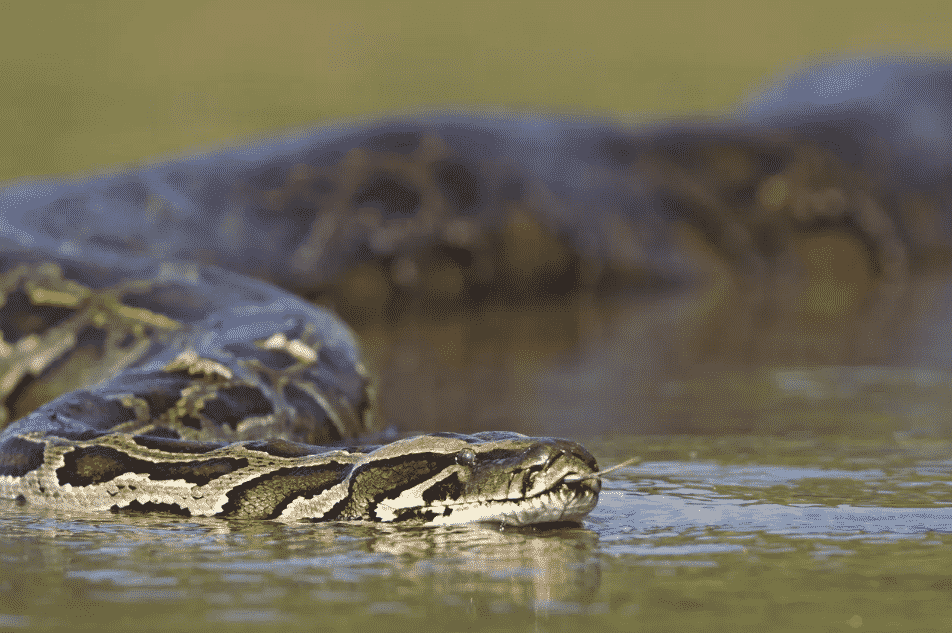 It s Python Hunting Season In The Florida Everglades Again And They 