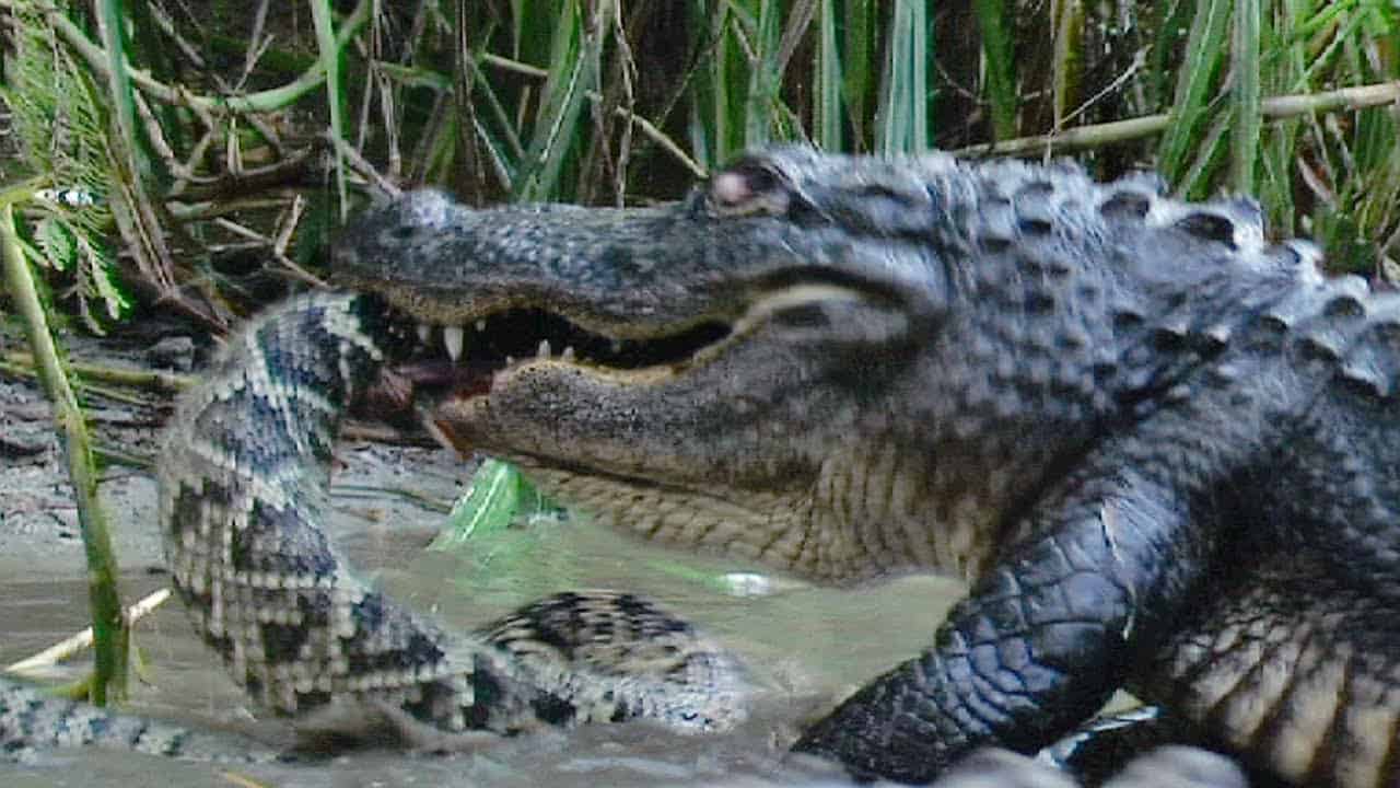 Крокодилы едят змей. Крокодил против аллигатора.