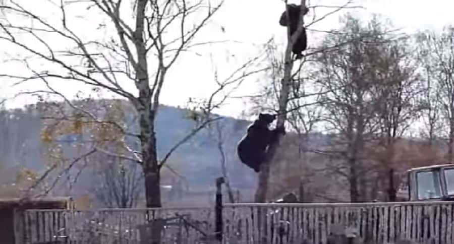 Bears Climbing Trees