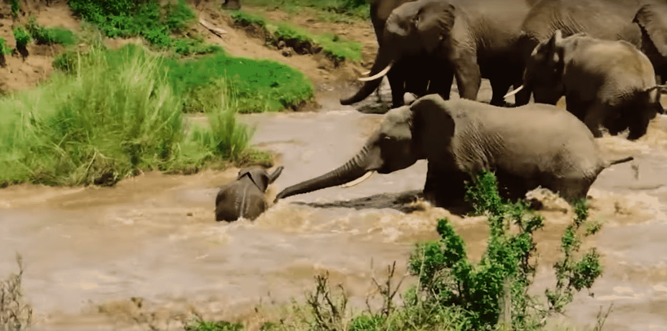 VIDEO: Baby Elephant Gets Swept Away During River Crossing; Mom Comes To  The Rescue – Outdoors360
