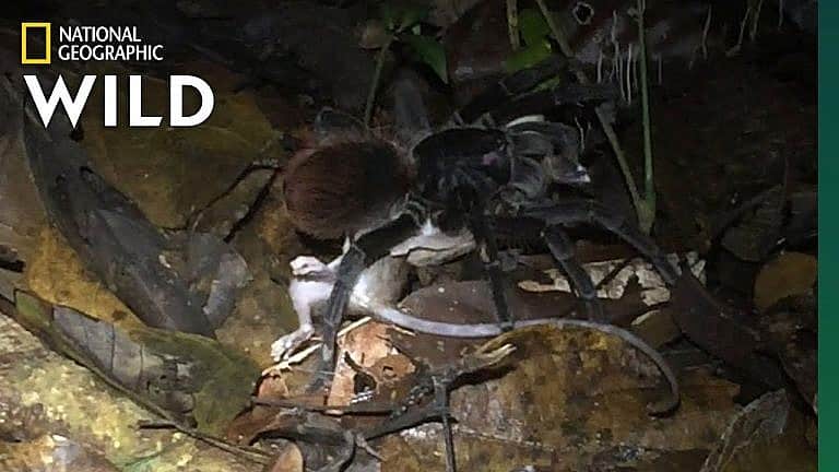 Massive Spider Eating A Opossum Is A Real Nightmare – Outdoors360