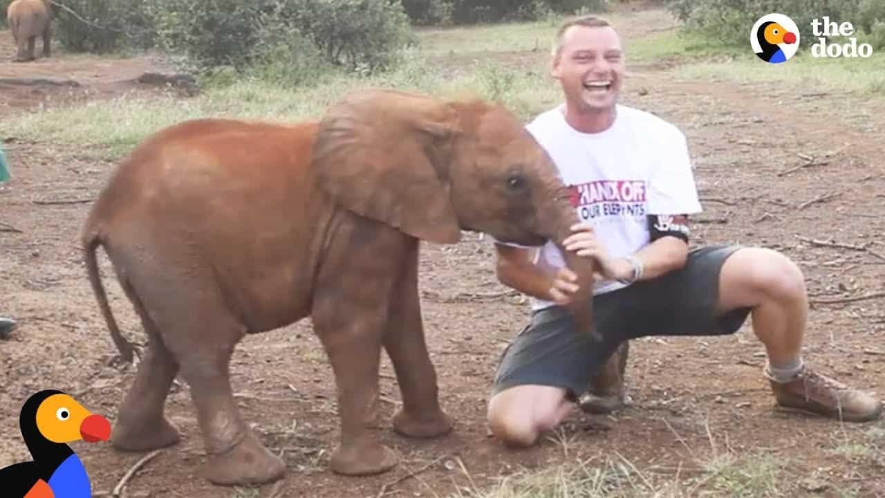Baby Elephant wont stop pushing handler during Anti Poaching PSA