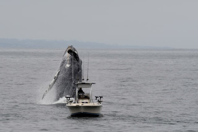 Whale, whale, whale